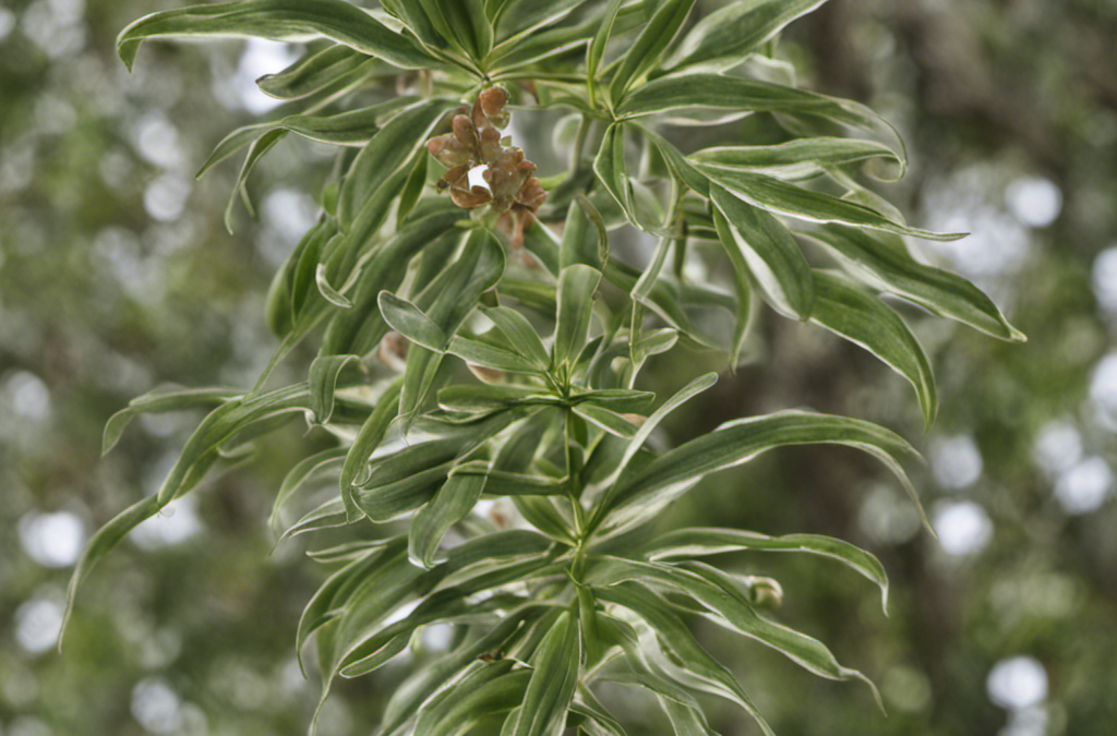 Eurycoma longifolia